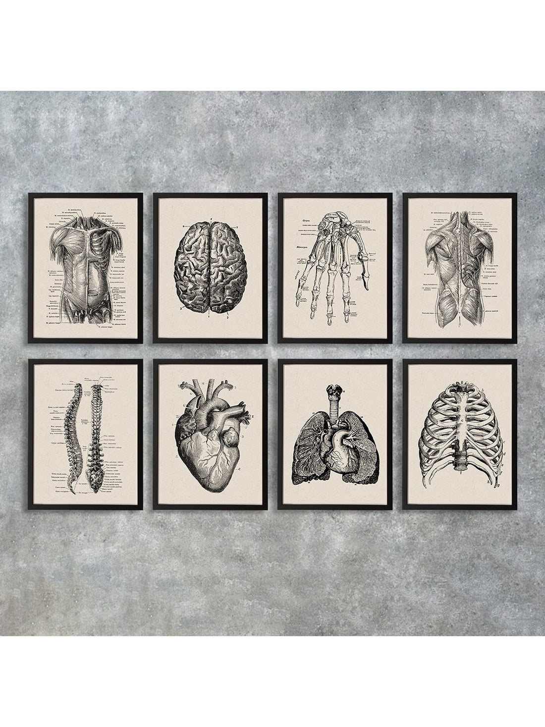 Discover the fascinating history of medicine with our Vintage Anatomy Canvas Prints. This educational collection features detailed medical artwork that showcases the intricacies of the human body. Perfect for medical professionals or anyone interested in the field, these prints are a unique and informative addition to any space.