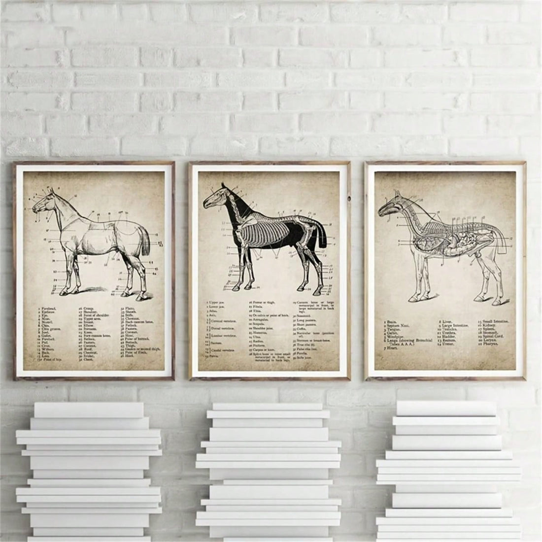 Elevate Your Space with a 3-Piece Horse Anatomy Canvas Poster Set - Perfect Wall Decor for Any Room