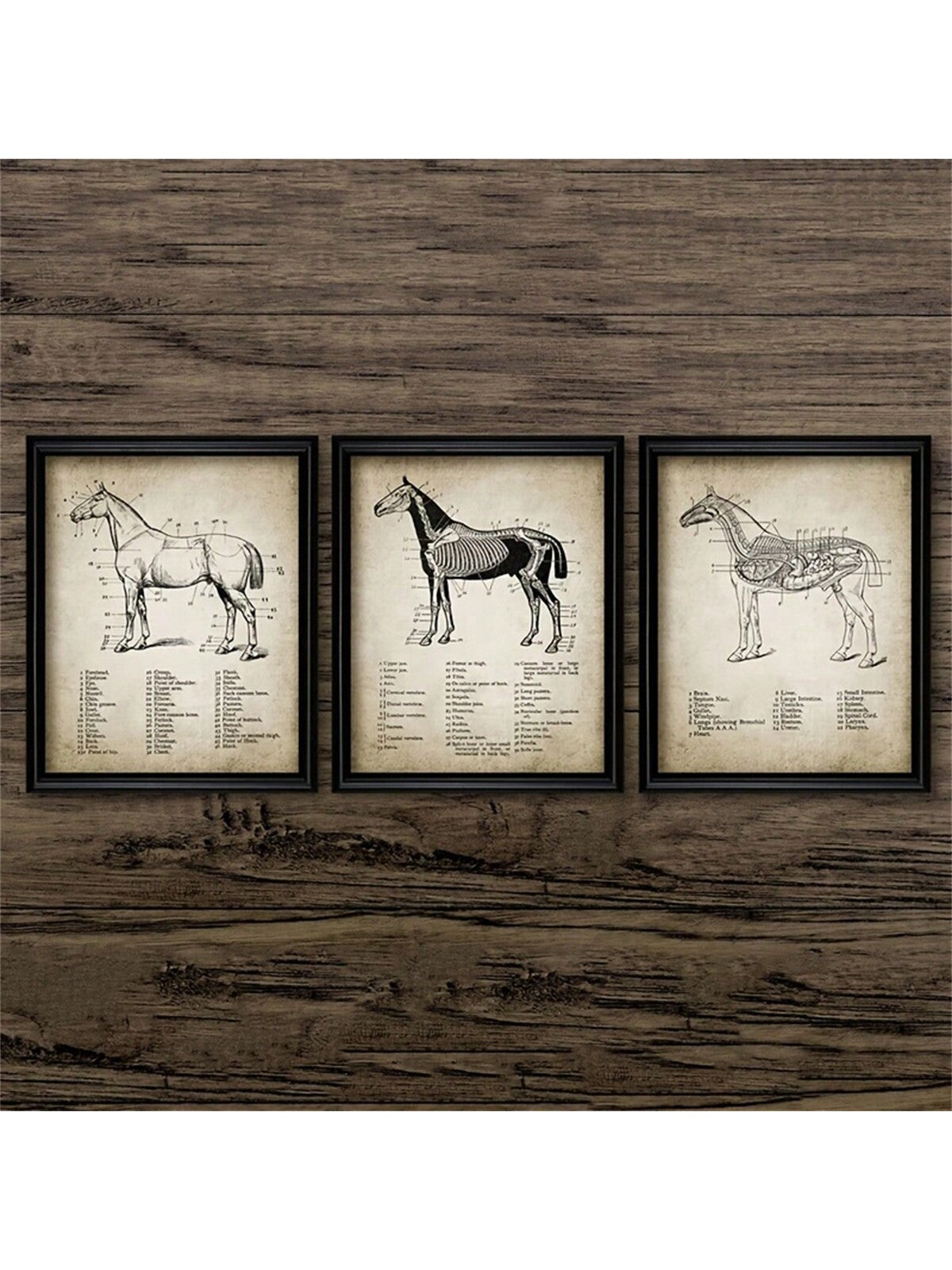 Elevate Your Space with a 3-Piece Horse Anatomy Canvas Poster Set - Perfect Wall Decor for Any Room