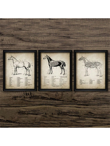 Elevate Your Space with a 3-Piece Horse Anatomy Canvas Poster Set - Perfect Wall Decor for Any Room