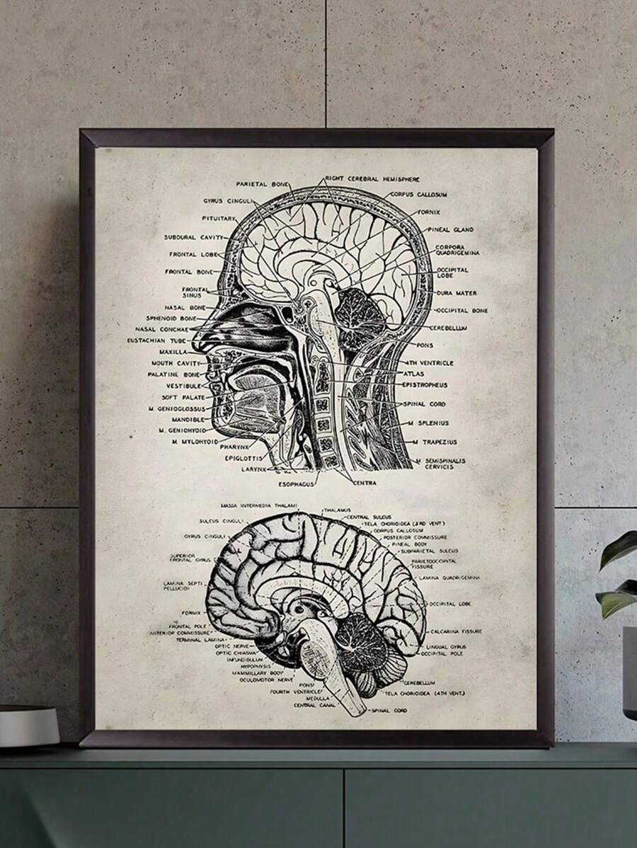 This striking vintage anatomy poster brings educational appeal and sophisticated style to any space. Featuring detailed skull illustrations in a multicolor palette, it combines scientific interest with modern artistic sensibility. Printed on high-quality canvas with waterproof properties, this unframed piece works beautifully in living rooms, offices, or dining areas. Perfect for anatomy enthusiasts, medical professionals, or anyone seeking unique wall decor that sparks conversation. The durable canvas cons