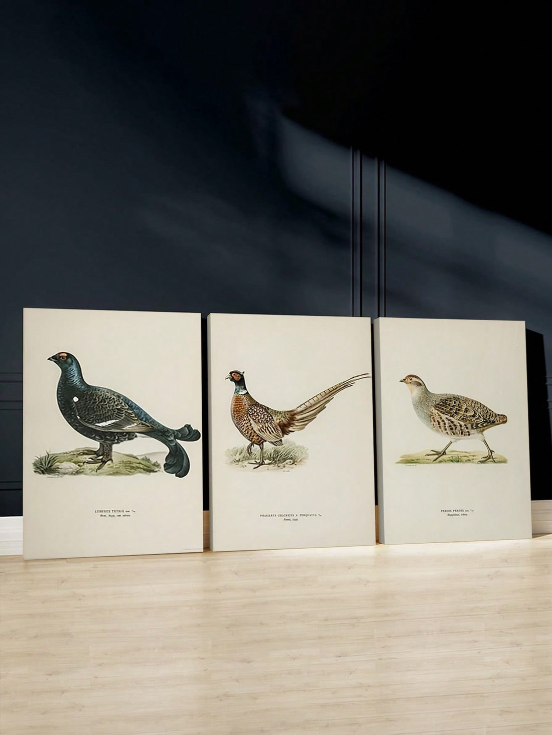 Transform your space with this distinguished vintage hunting bird canvas wall art set, featuring meticulously rendered illustrations of pheasant, partridge, and grouse. Each print captures the natural beauty and anatomical detail characteristic of classic sporting art, bringing timeless elegance to any room.