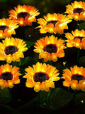 Multiple yellow sunflower solar lights shining at night outdoors