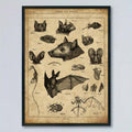 Framed vintage bat anatomy poster with sepia natural history diagrams and black frame on wall