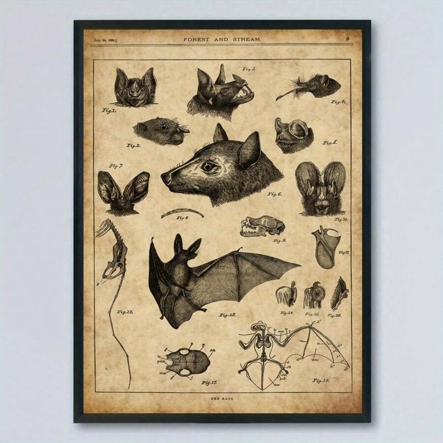 Framed vintage bat anatomy poster with sepia natural history diagrams and black frame on wall