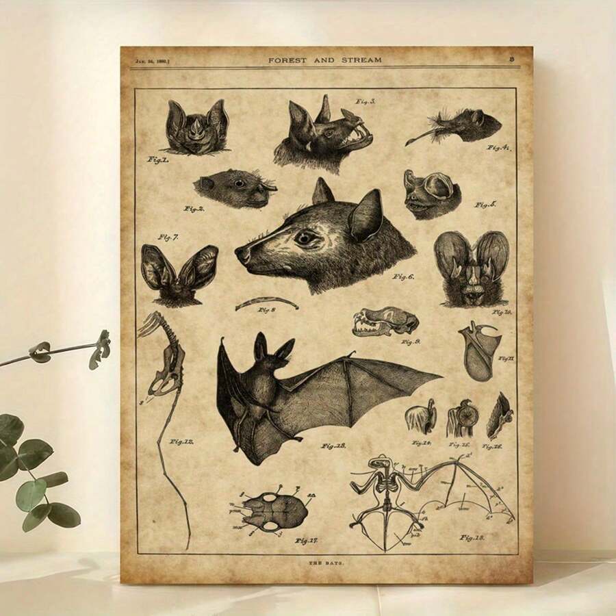Unframed vintage bat anatomy scientific illustration print on aged parchment leaning on shelf