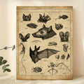 Unframed vintage bat anatomy scientific illustration print on aged parchment leaning on shelf