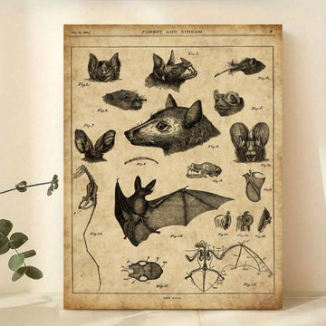 Unframed vintage bat anatomy scientific illustration print on aged parchment leaning on shelf