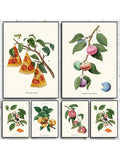Elevate your living space with our Chic Botanical & Food-Themed Wall Art Prints, designed to complement modern home decor. These carefully curated prints blend natural botanical elements with tasteful food motifs, creating a sophisticated ambiance. Ideal for kitchens, dining areas, or living rooms, they add a refined touch that enhances any contemporary interior. Crafted with attention to detail, these prints offer both aesthetic appeal and a subtle connection to nature and culinary artistry.