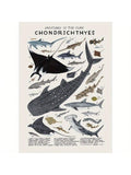 Elevate your interior with this unframed canvas poster featuring detailed illustrations of sharks, skates, and rays. Its modern design and clean lines provide a sophisticated aquatic theme that complements a variety of décor styles. Ideal for adding a touch of marine elegance to living rooms, offices, or bedrooms, this artwork offers both style and versatility without the constraints of a frame.