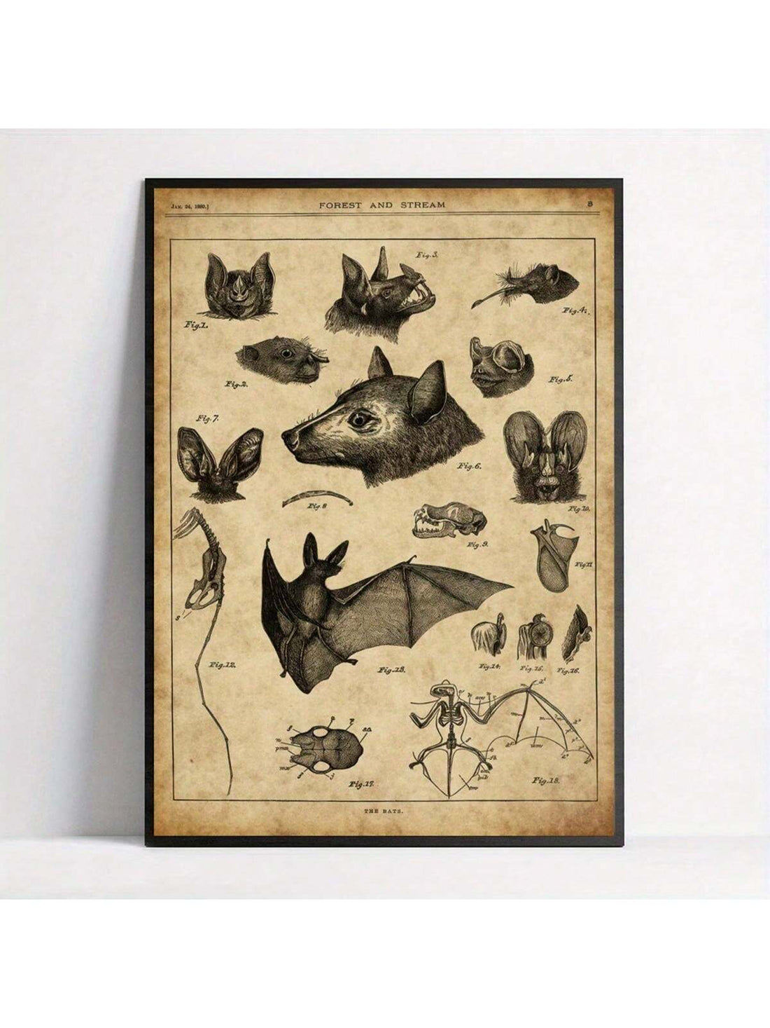 Discover the intricate details of bat anatomy with this vintage-style chart poster, perfect for nature lovers and animal enthusiasts. This unique retro wall art combines scientific accuracy with classic design, making it an educational and decorative piece. Ideal for study rooms, offices, or living spaces, it offers a sophisticated way to appreciate the complexity of these fascinating creatures.