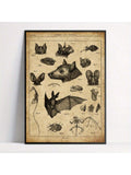 Discover the intricate details of bat anatomy with this vintage-style chart poster, perfect for nature lovers and animal enthusiasts. This unique retro wall art combines scientific accuracy with classic design, making it an educational and decorative piece. Ideal for study rooms, offices, or living spaces, it offers a sophisticated way to appreciate the complexity of these fascinating creatures.