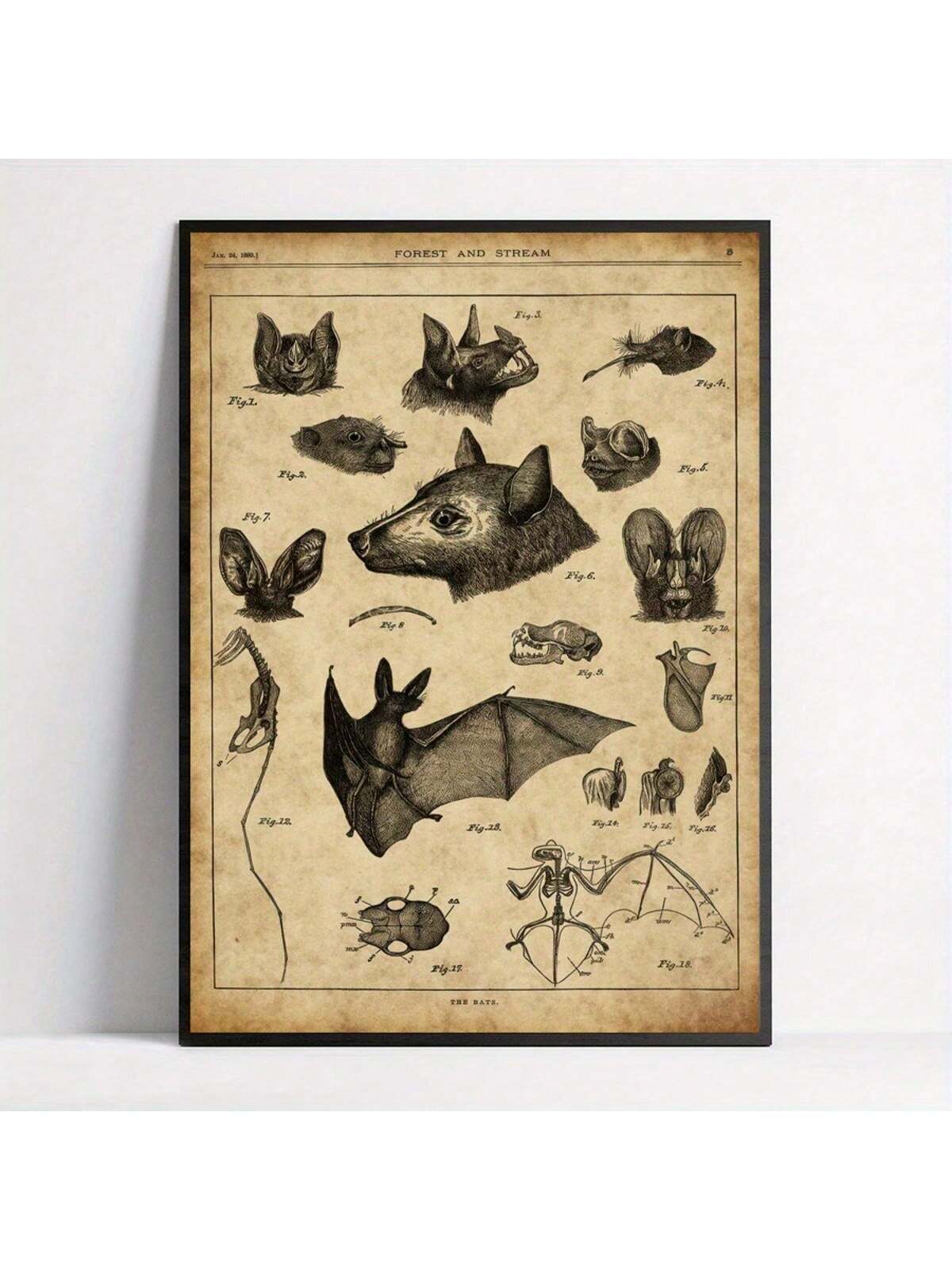 Discover the intricate details of bat anatomy with this vintage-style chart poster, perfect for nature lovers and animal enthusiasts. This unique retro wall art combines scientific accuracy with classic design, making it an educational and decorative piece. Ideal for study rooms, offices, or living spaces, it offers a sophisticated way to appreciate the complexity of these fascinating creatures.