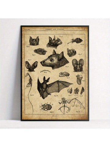 Discover the intricate details of bat anatomy with this vintage-style chart poster, perfect for nature lovers and animal enthusiasts. This unique retro wall art combines scientific accuracy with classic design, making it an educational and decorative piece. Ideal for study rooms, offices, or living spaces, it offers a sophisticated way to appreciate the complexity of these fascinating creatures.