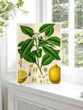 Vintage botanical canvas with leafy lemon branch and citrus study details