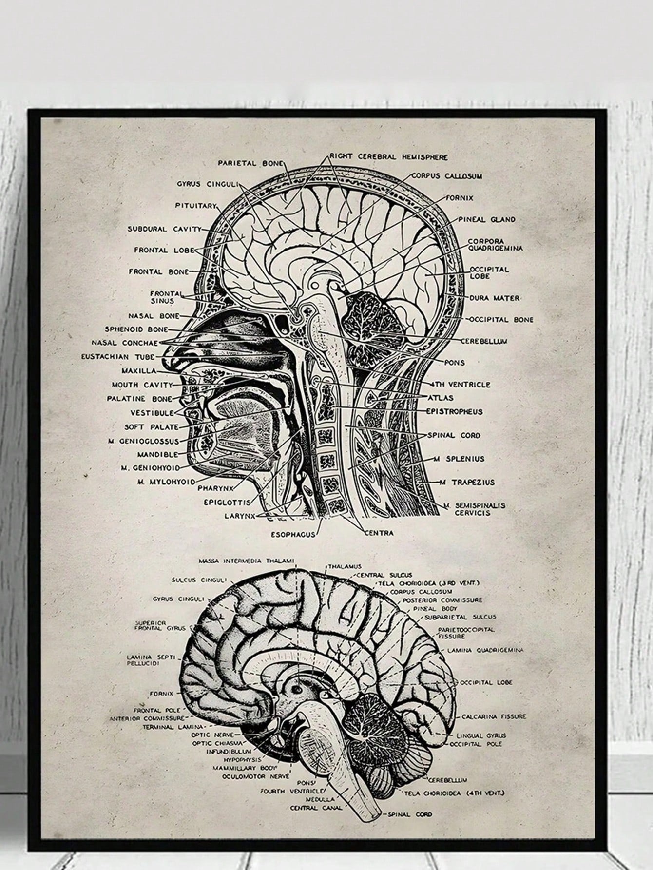 Unleash your inner scientist with our Vintage Human Skull Anatomy Poster! This educational canvas art is perfect for decorating your living room or office, while also providing a unique opportunity to learn about the intricate details of the human skull. With its vintage design, this poster adds a stylish touch to any space.