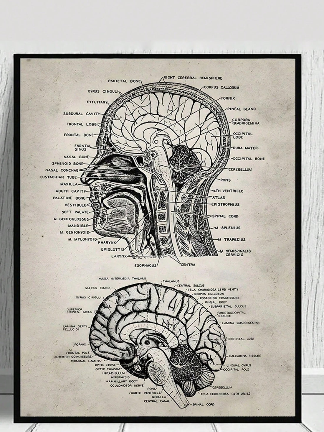 Unleash your inner scientist with our Vintage Human Skull Anatomy Poster! This educational canvas art is perfect for decorating your living room or office, while also providing a unique opportunity to learn about the intricate details of the human skull. With its vintage design, this poster adds a stylish touch to any space.