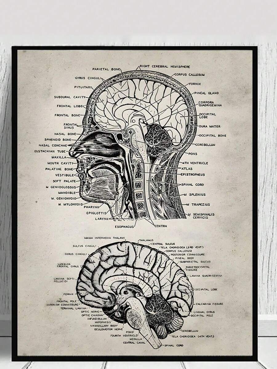 This striking vintage anatomy poster brings educational appeal and sophisticated style to any space. Featuring detailed skull illustrations in a multicolor palette, it combines scientific interest with modern artistic sensibility. Printed on high-quality canvas with waterproof properties, this unframed piece works beautifully in living rooms, offices, or dining areas. Perfect for anatomy enthusiasts, medical professionals, or anyone seeking unique wall decor that sparks conversation. The durable canvas cons