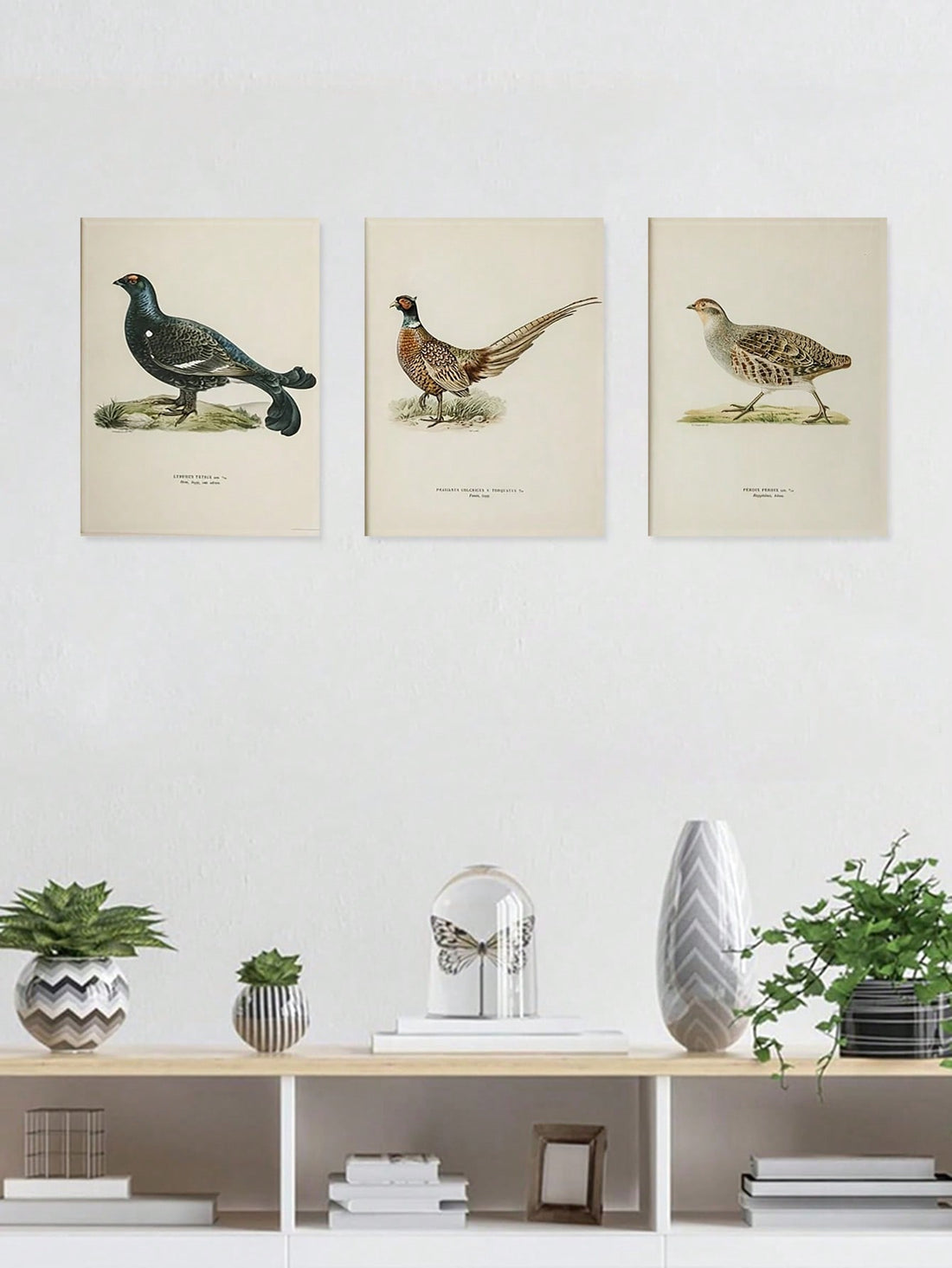 Transform your space with this distinguished vintage hunting bird canvas wall art set, featuring meticulously rendered illustrations of pheasant, partridge, and grouse. Each print captures the natural beauty and anatomical detail characteristic of classic sporting art, bringing timeless elegance to any room.
