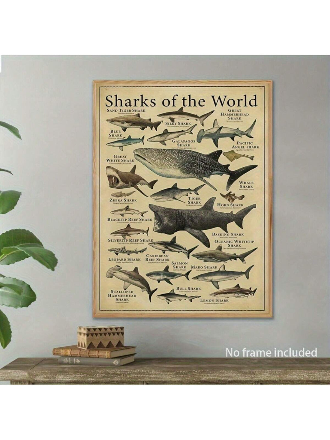 Discover the wonders of the ocean with this vintage shark species wall art poster. Perfect for home, office, or as a unique gift for sea life enthusiasts. This educational canvas print features unframed dimensions of 12x16 inches, making it a stunning addition to any space.